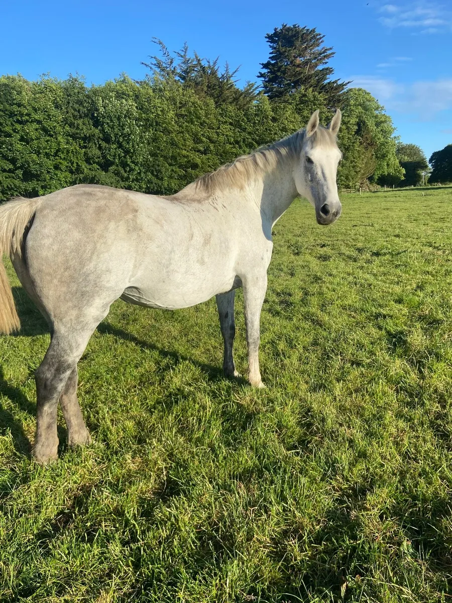 Wrs  sun rich. /  welcome diamond mare - Image 2