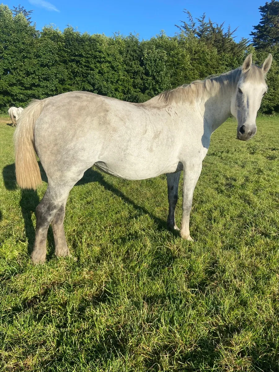 Wrs  sun rich. /  welcome diamond mare - Image 4
