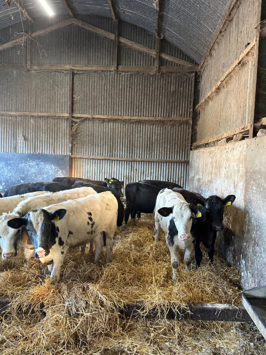 Angus and blue heifers - Image 1