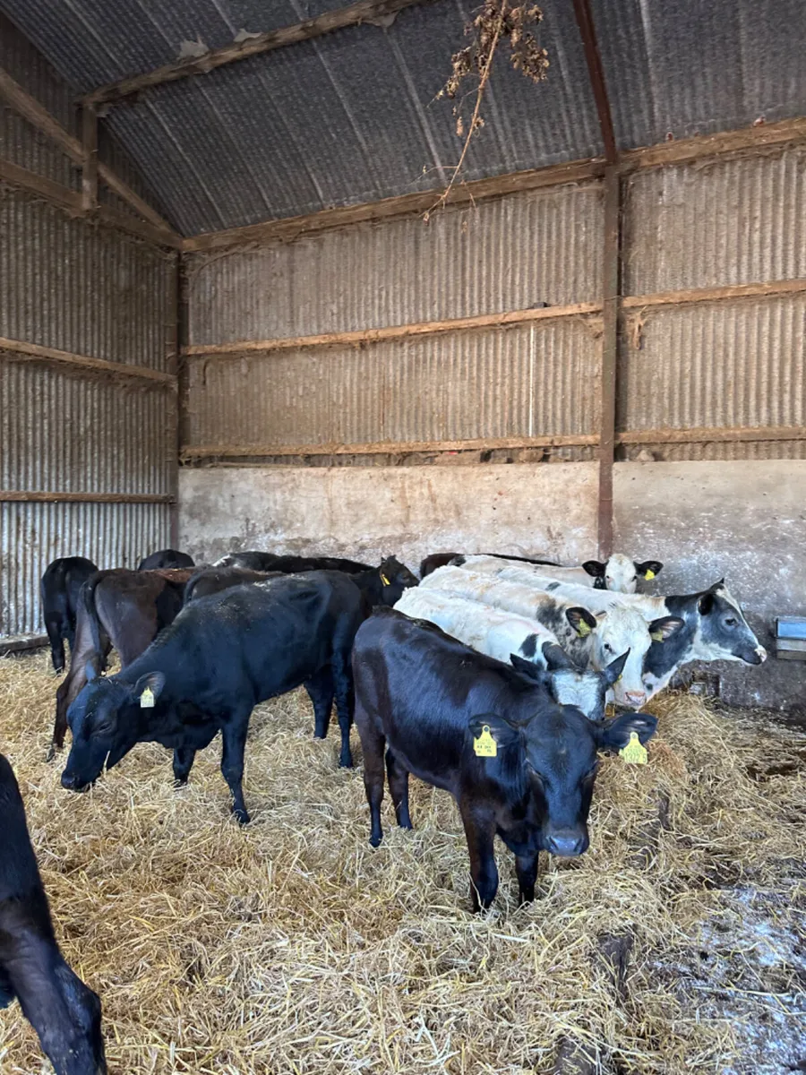 Angus and blue heifers - Image 2