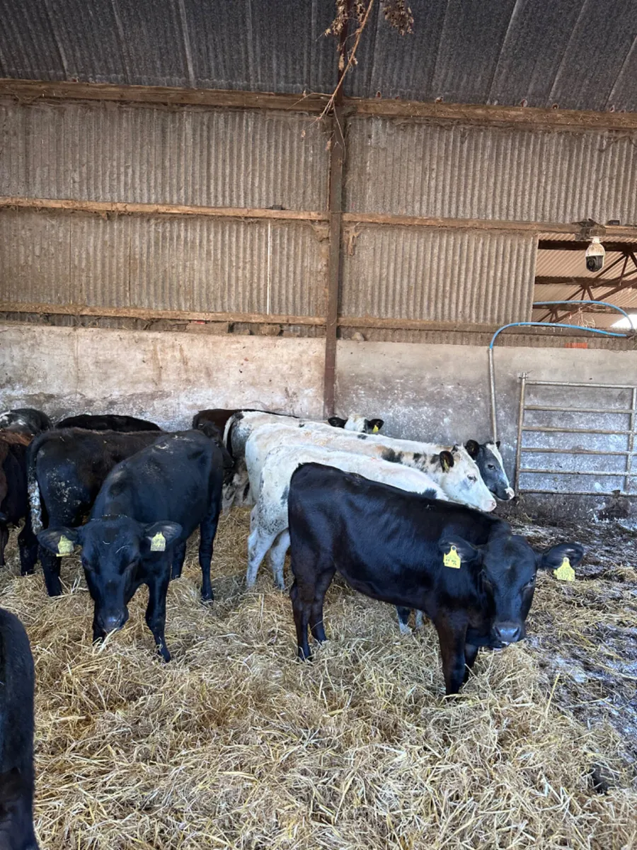 Angus and blue heifers - Image 3