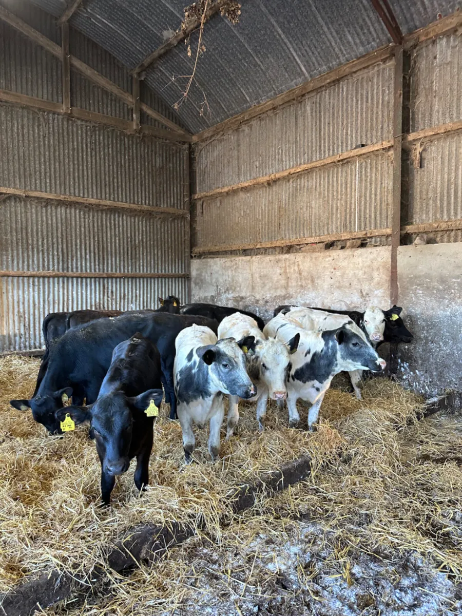 Angus and blue heifers - Image 4