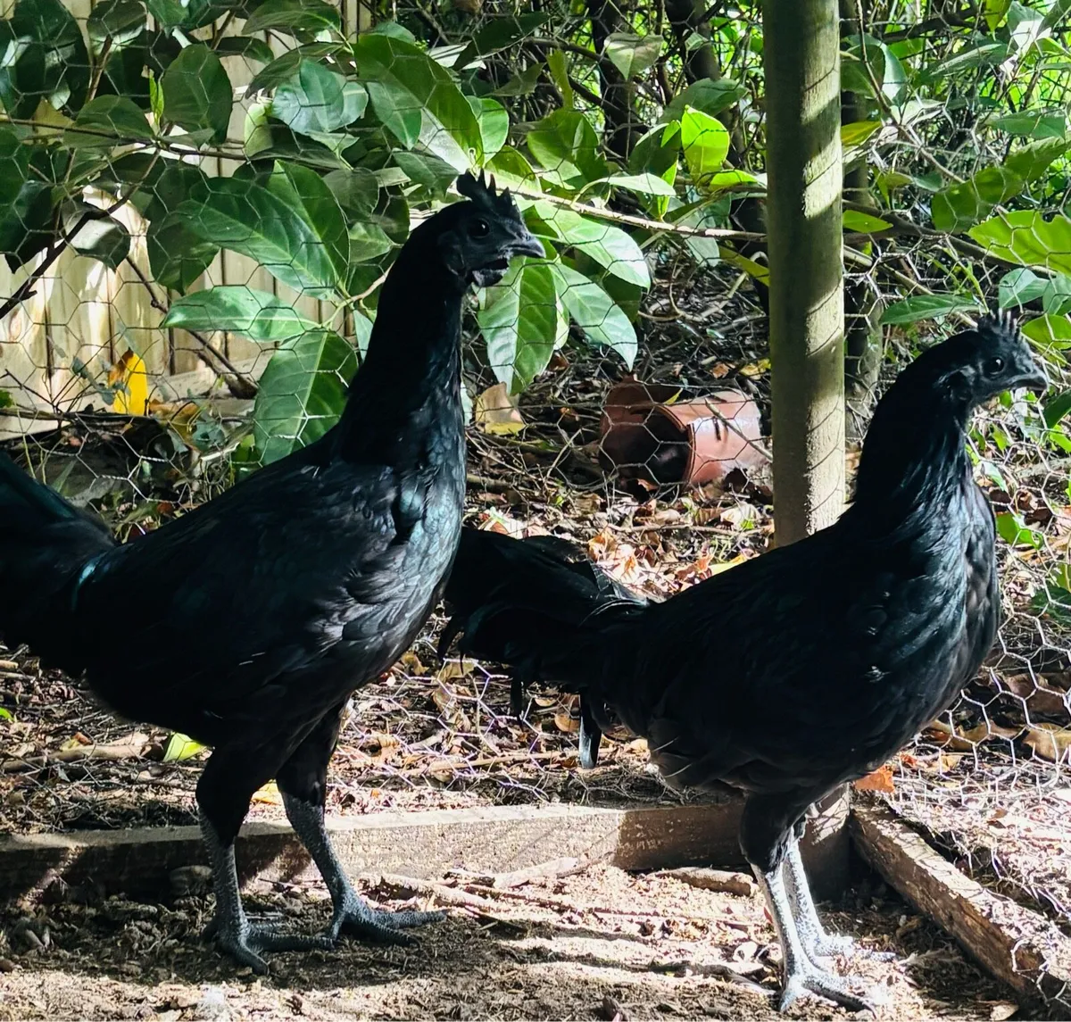 Ayam Cemani - Image 1