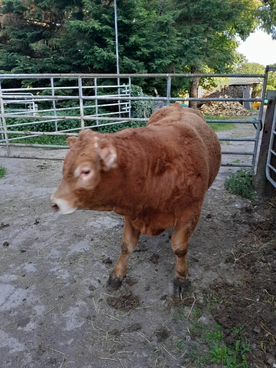 2 PB limousin bulls - Image 4