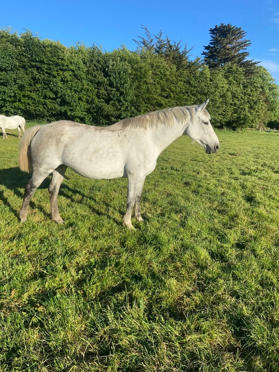 Wrs  sun rich. /  welcome diamond mare - Image 1