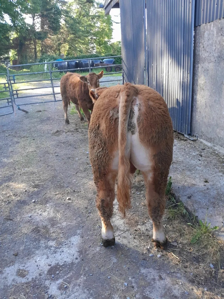2 PB limousin bulls - Image 2