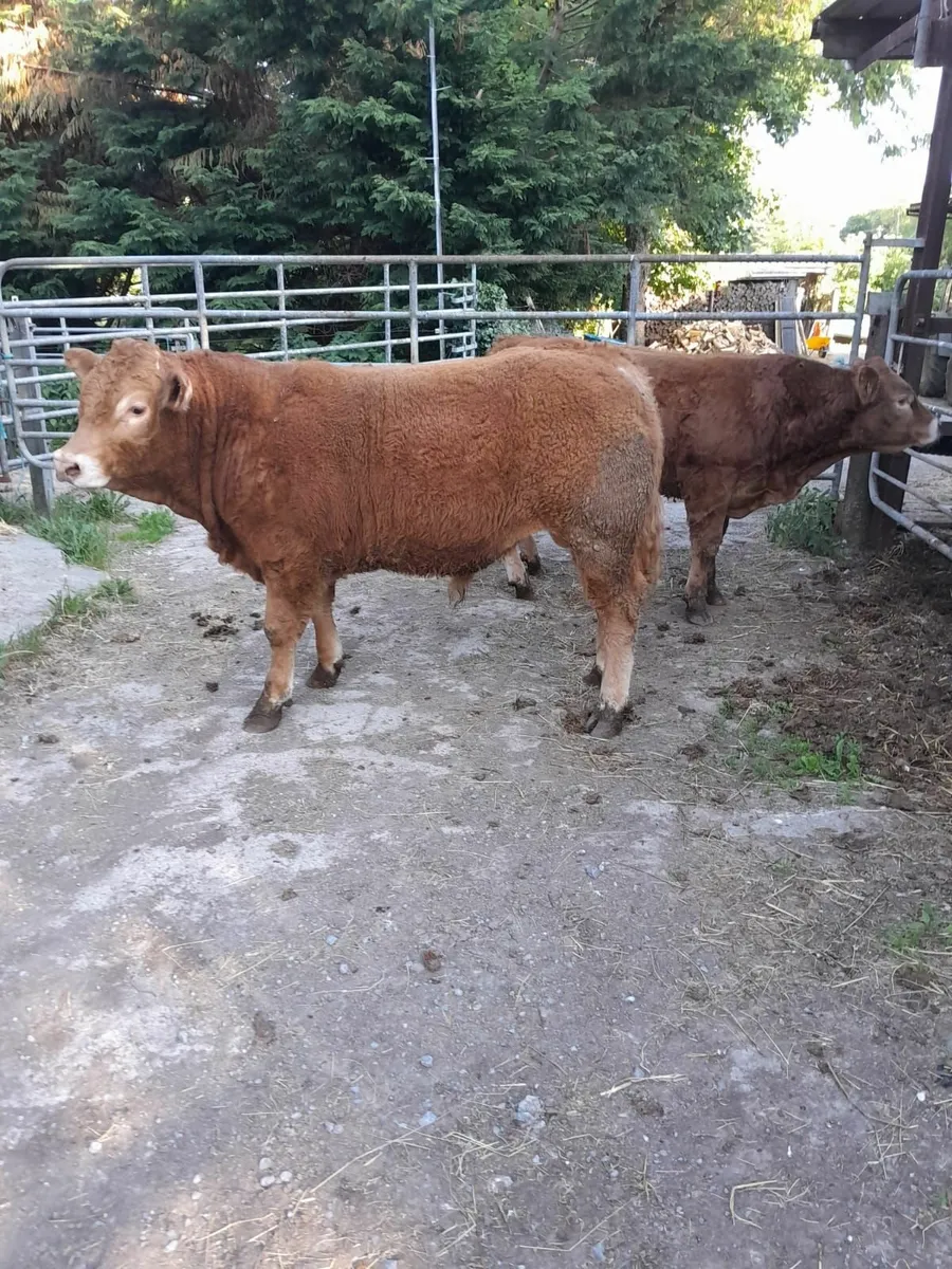 2 PB limousin bulls - Image 1