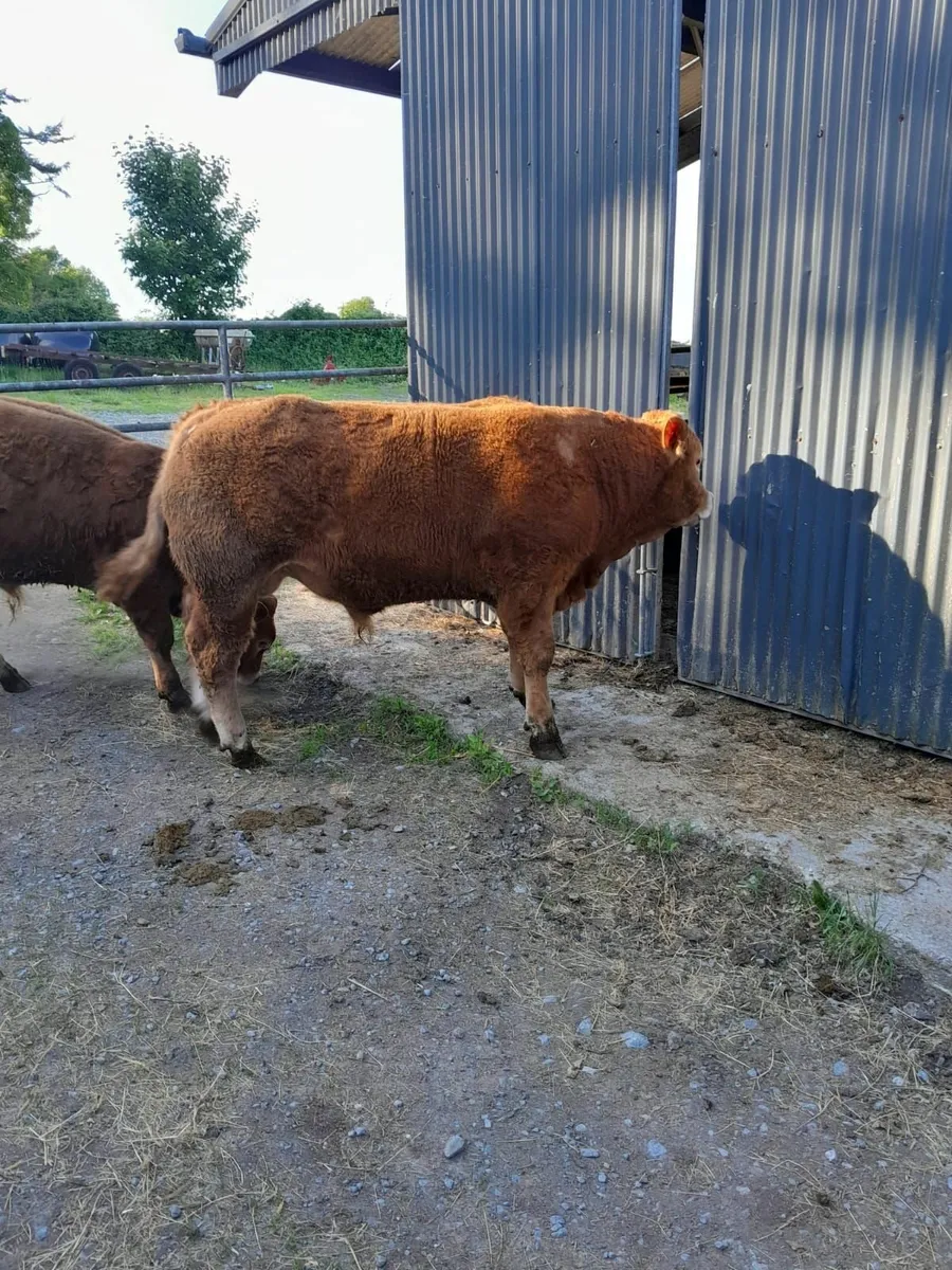 2 PB limousin bulls - Image 3