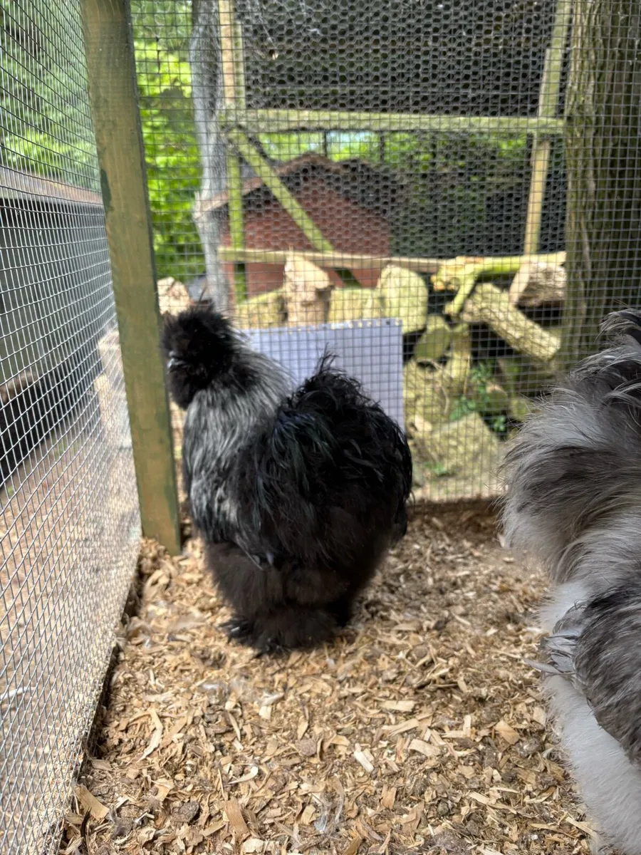 Ayam Cemani - Image 3
