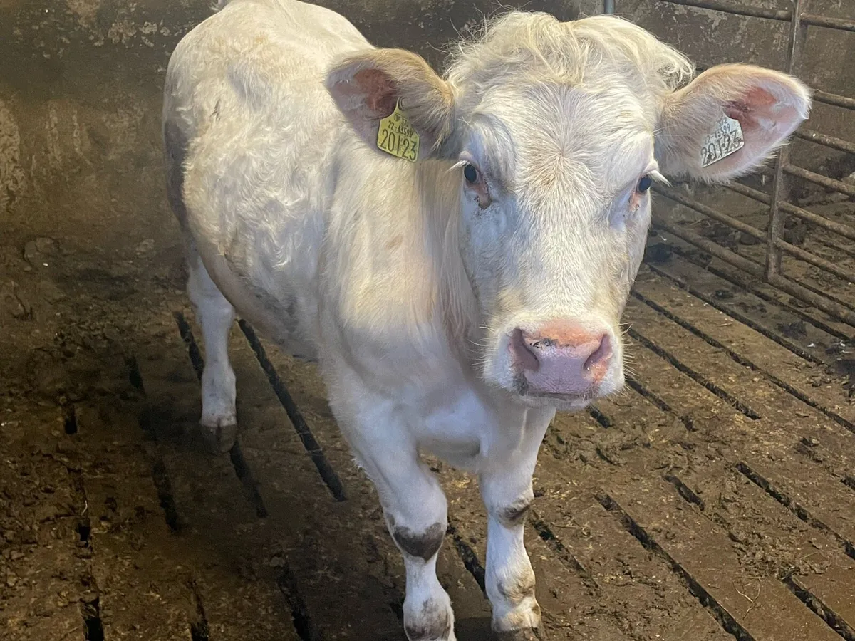 PBR Charolais heifer in Balla Mart Saturday - Image 2