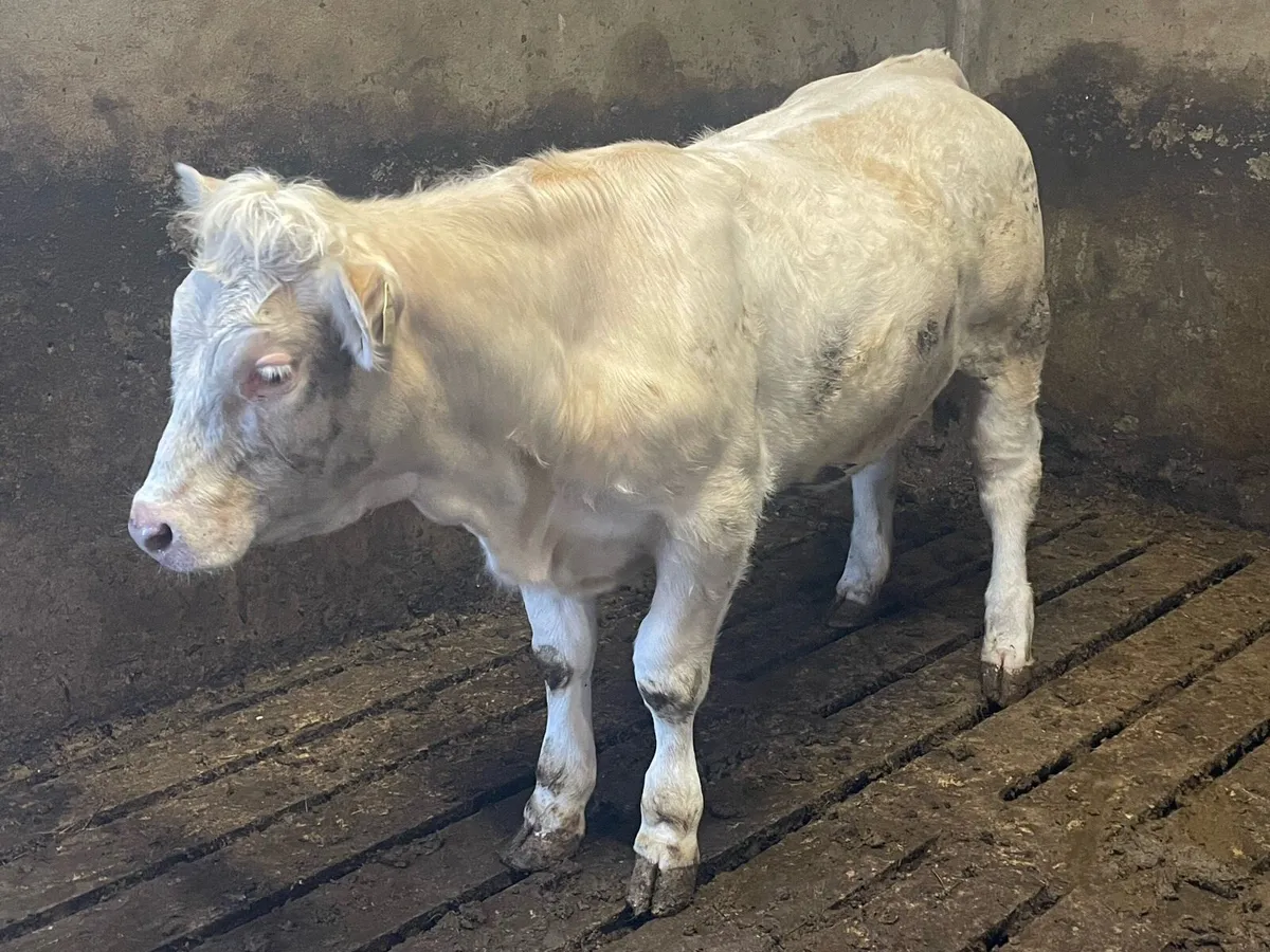 PBR Charolais heifer in Balla Mart Saturday - Image 3