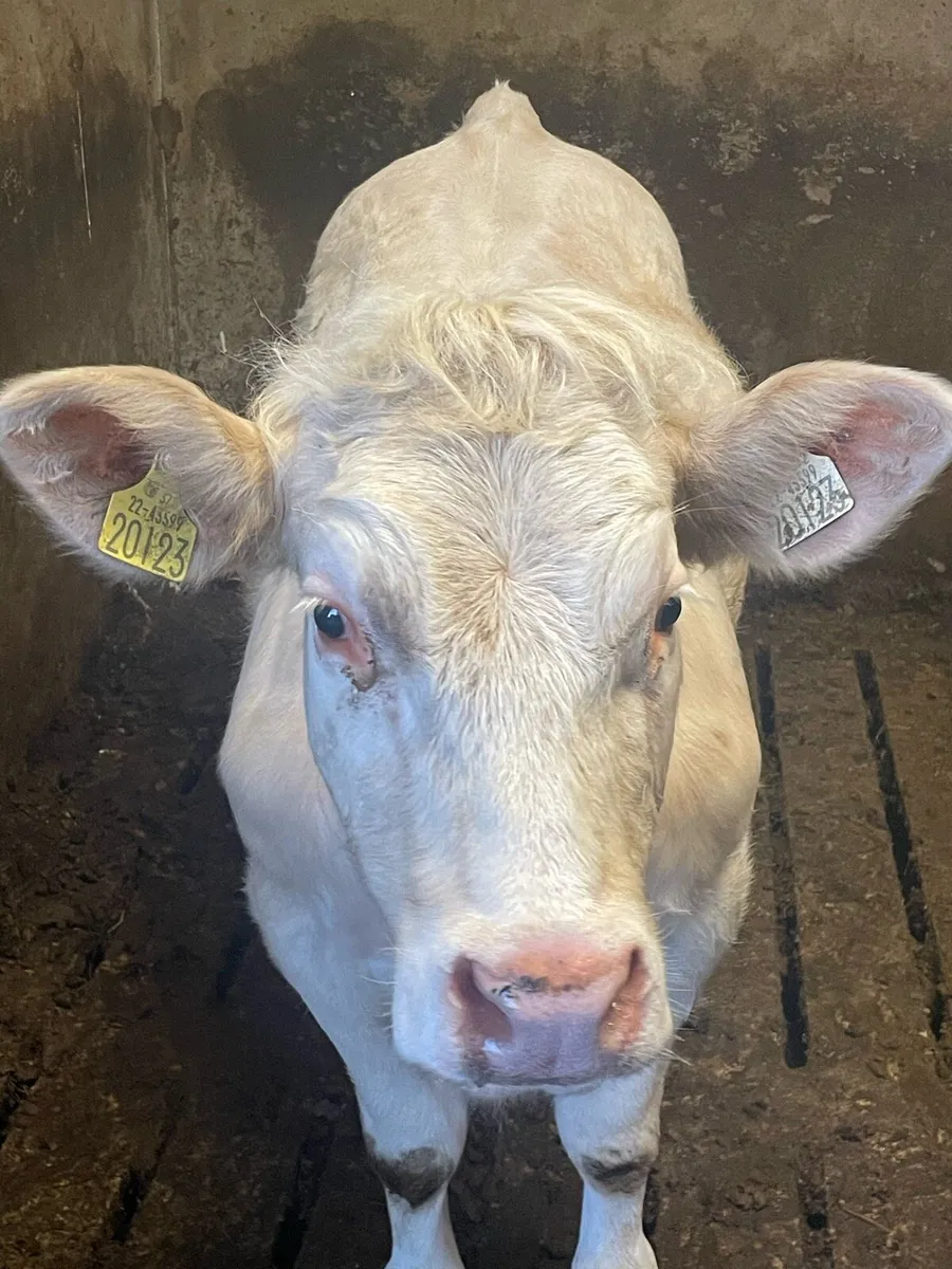 PBR Charolais heifer in Balla Mart Saturday - Image 4
