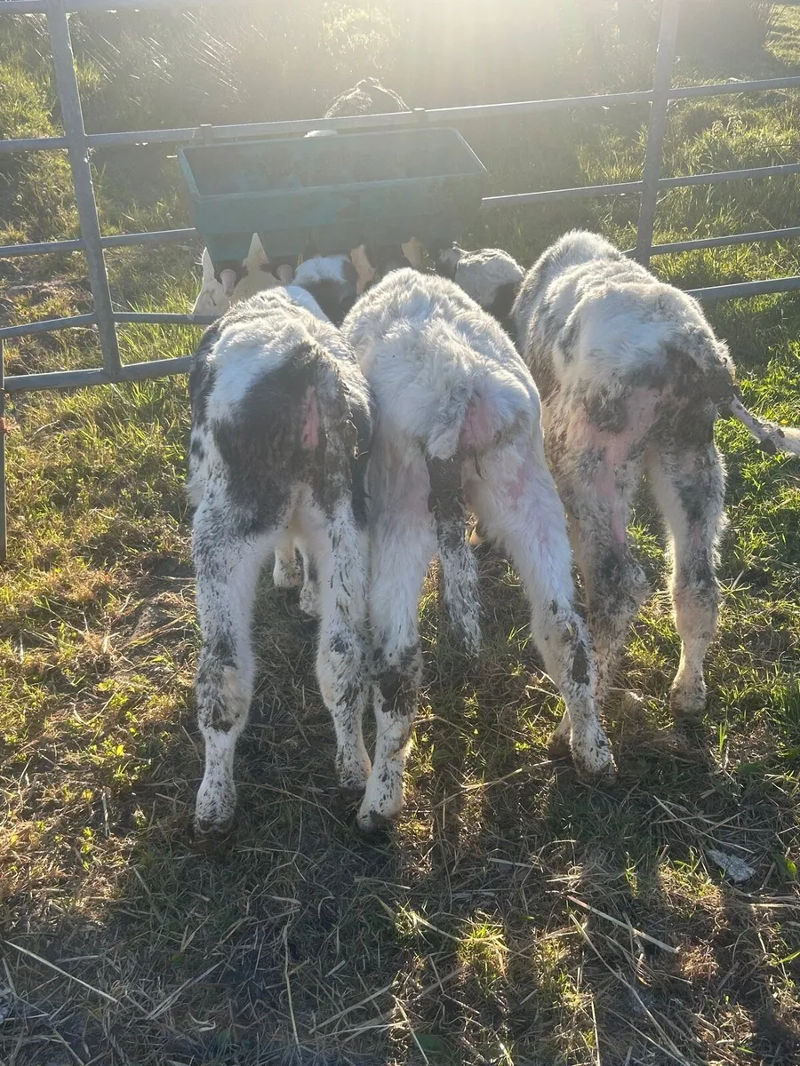 3 Belgium blue heifer Calves - Image 1