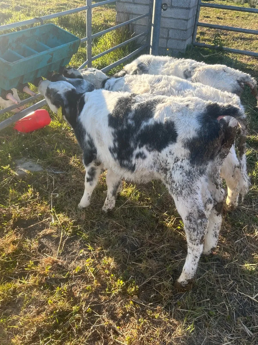 3 Belgium blue heifer Calves - Image 2