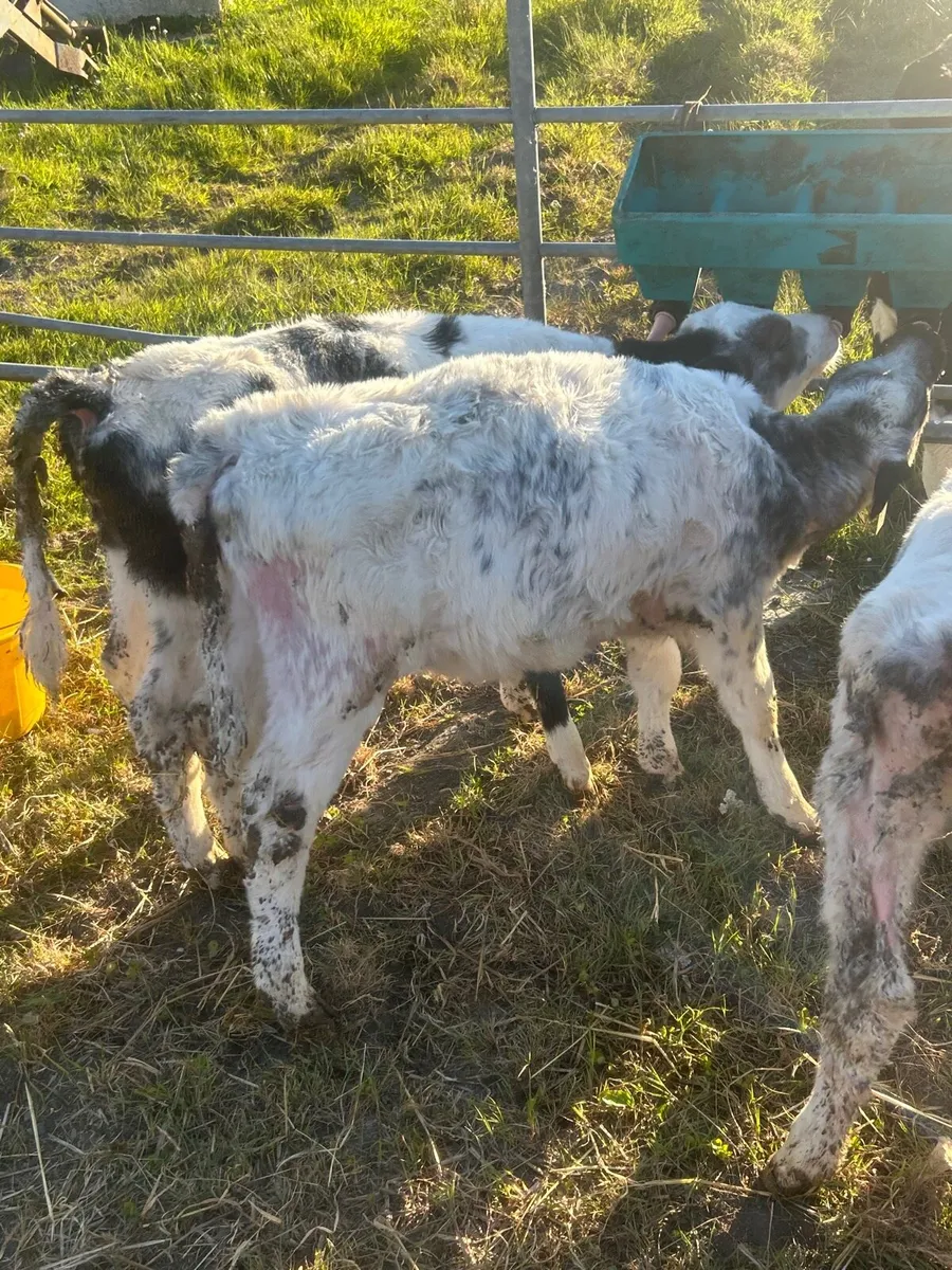 3 Belgium blue heifer Calves - Image 3
