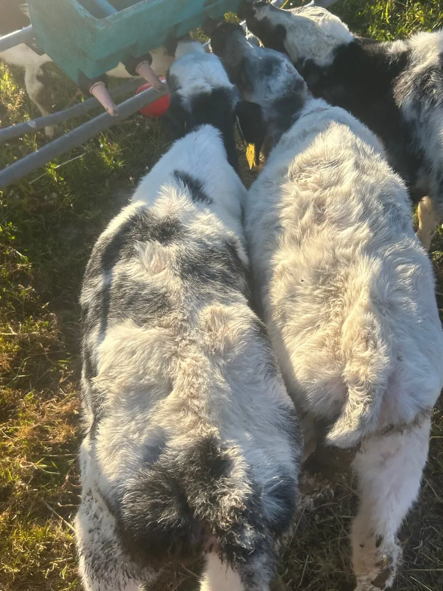 3 Belgium blue heifer Calves - Image 4