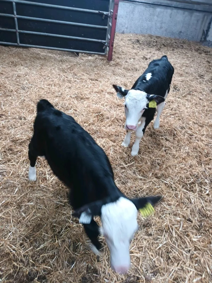 Hereford bull calves - Image 1