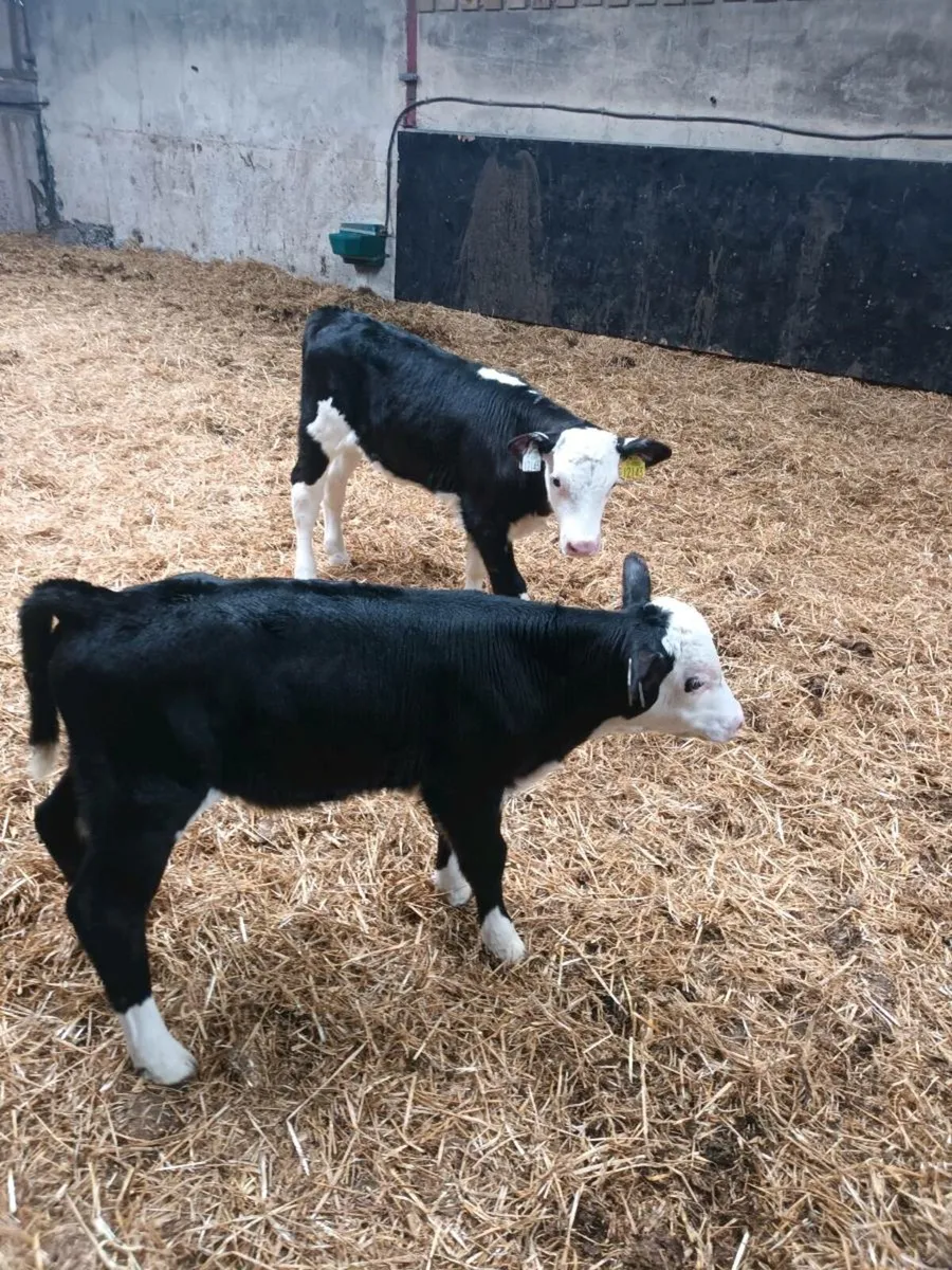 Hereford bull calves - Image 2