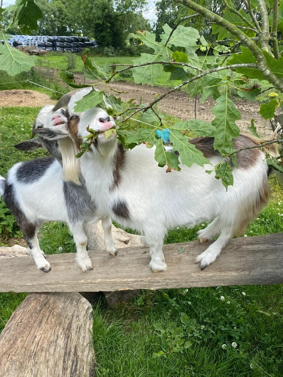 Goats - Image 1