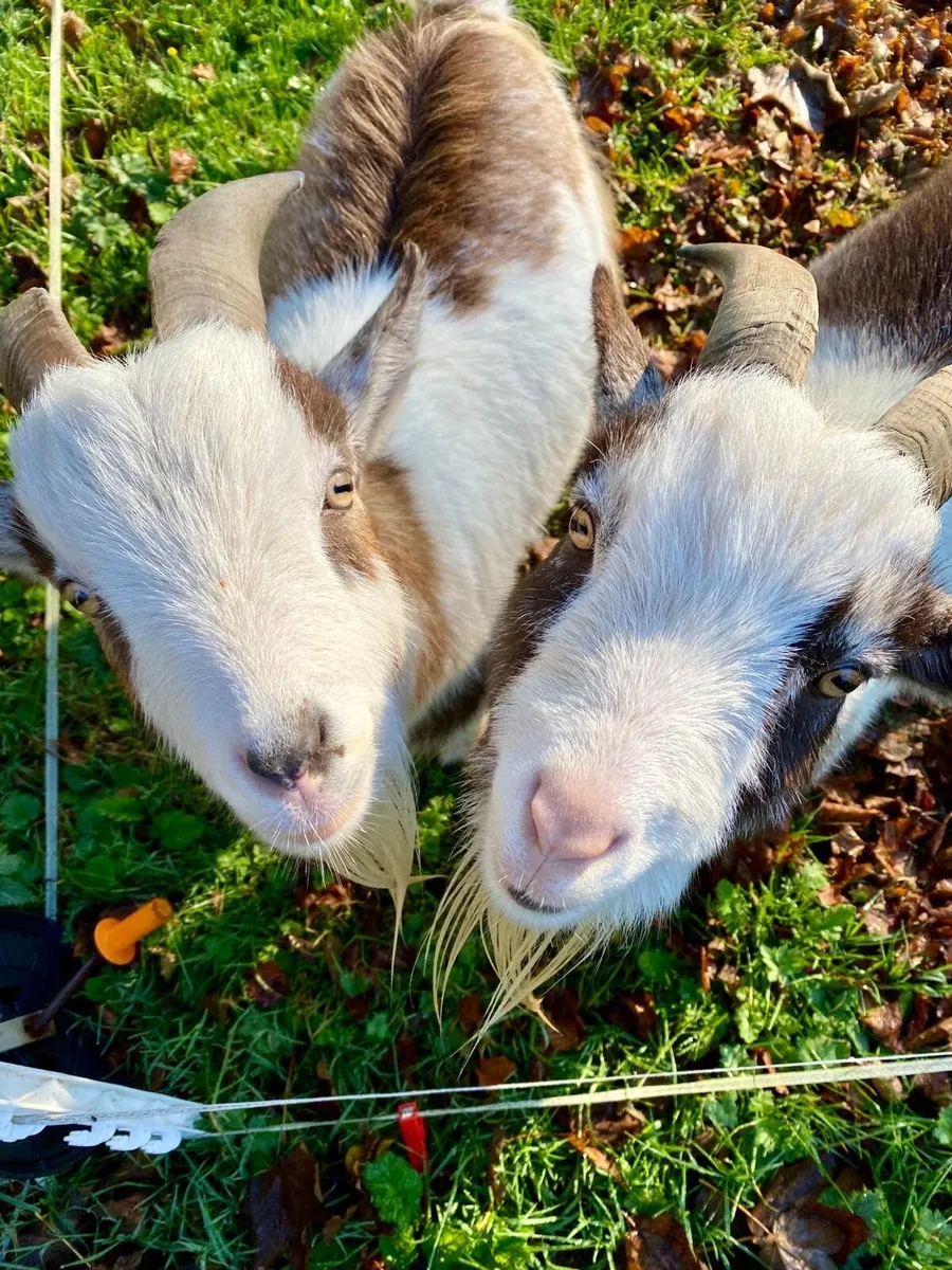 Goats - Image 2