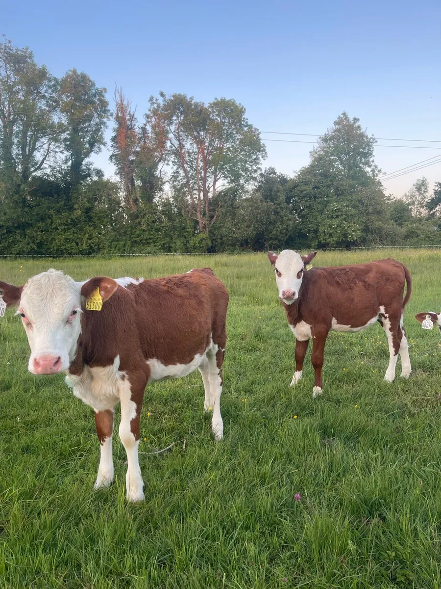 Reared heifer calves - Image 1