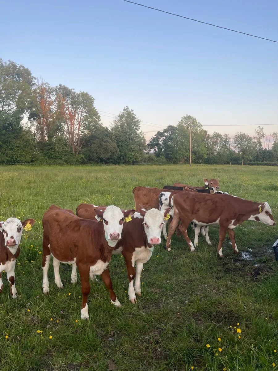 Reared heifer calves - Image 2