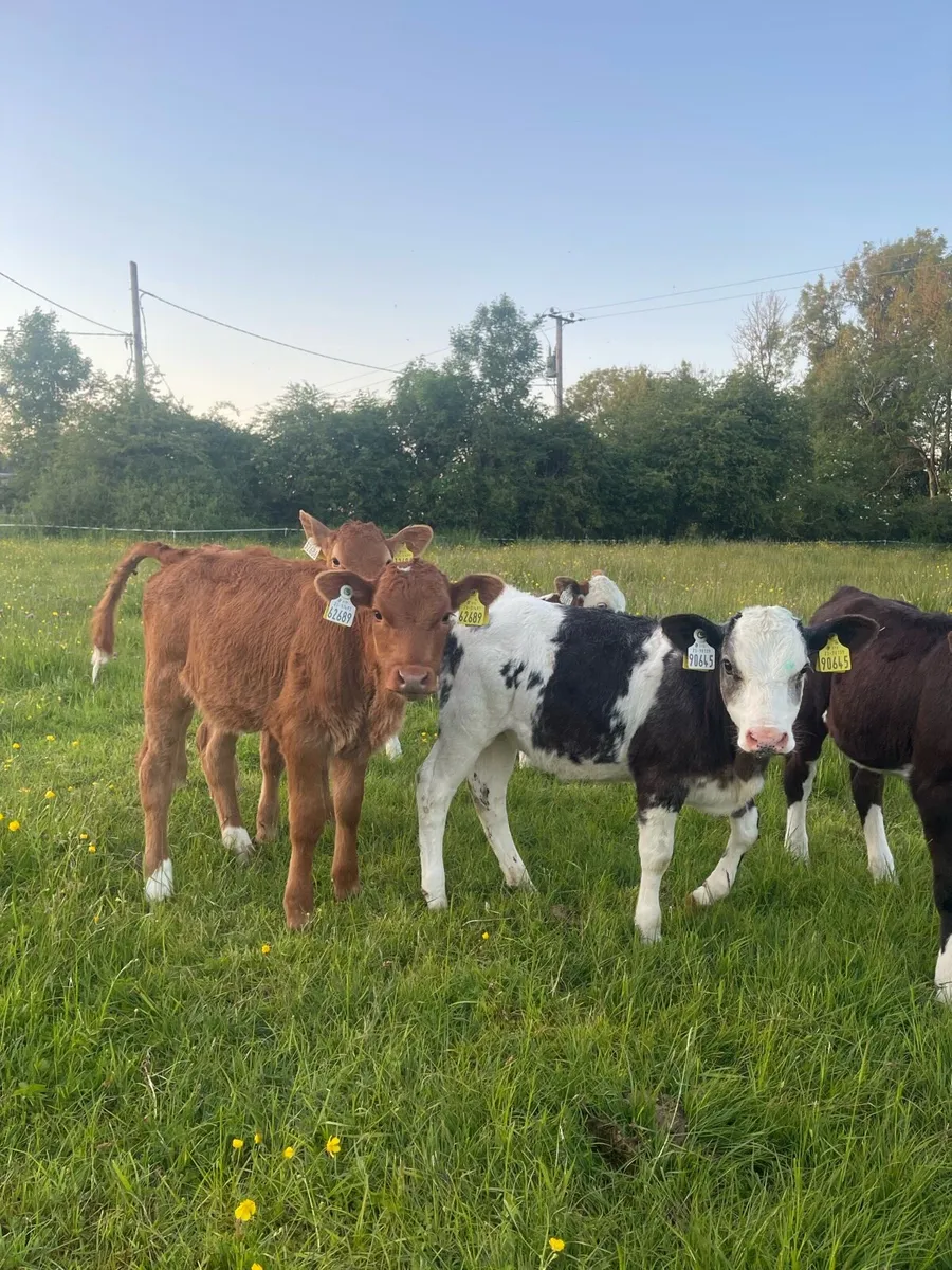 Reared heifer calves - Image 3