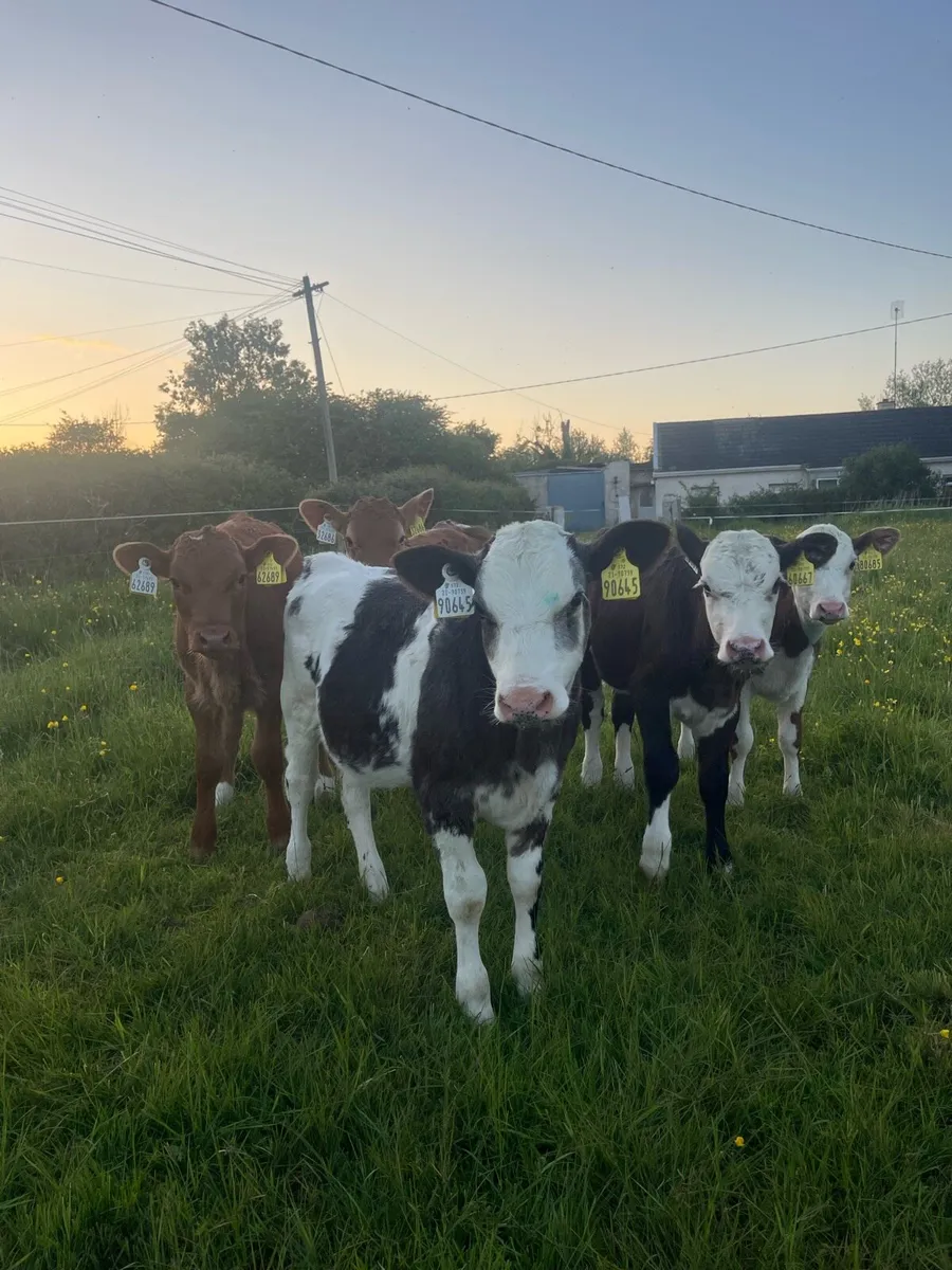 Reared heifer calves - Image 4