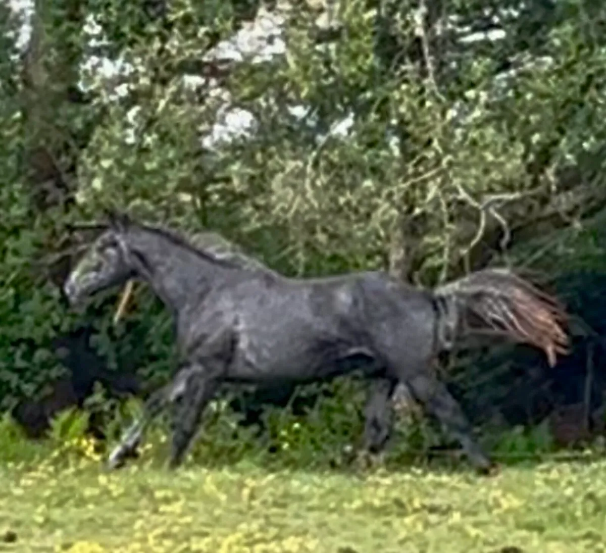 Horse - Image 1