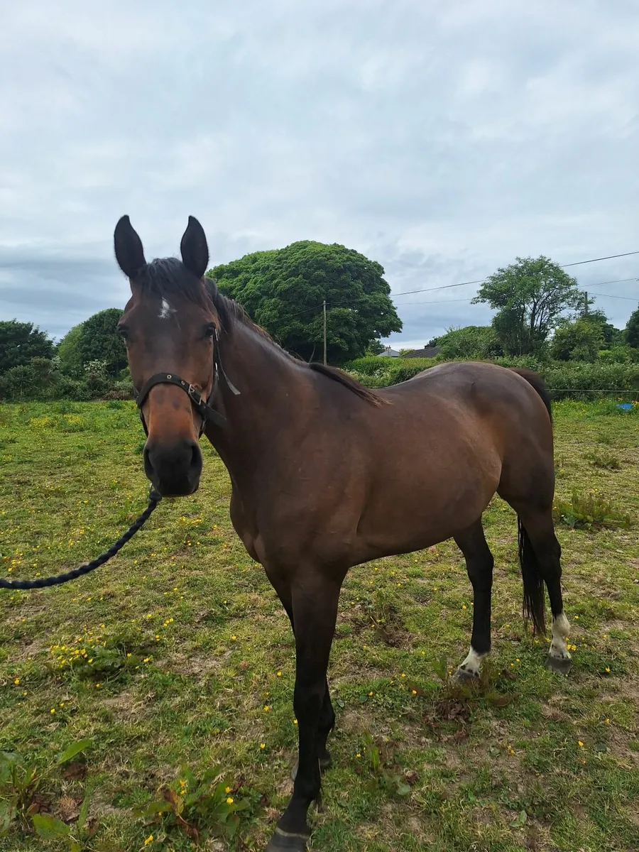 Thoroughbred Horse - Image 3