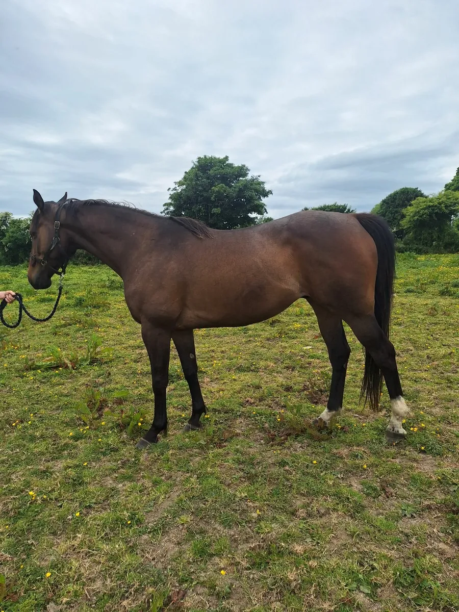 Thoroughbred Horse - Image 1