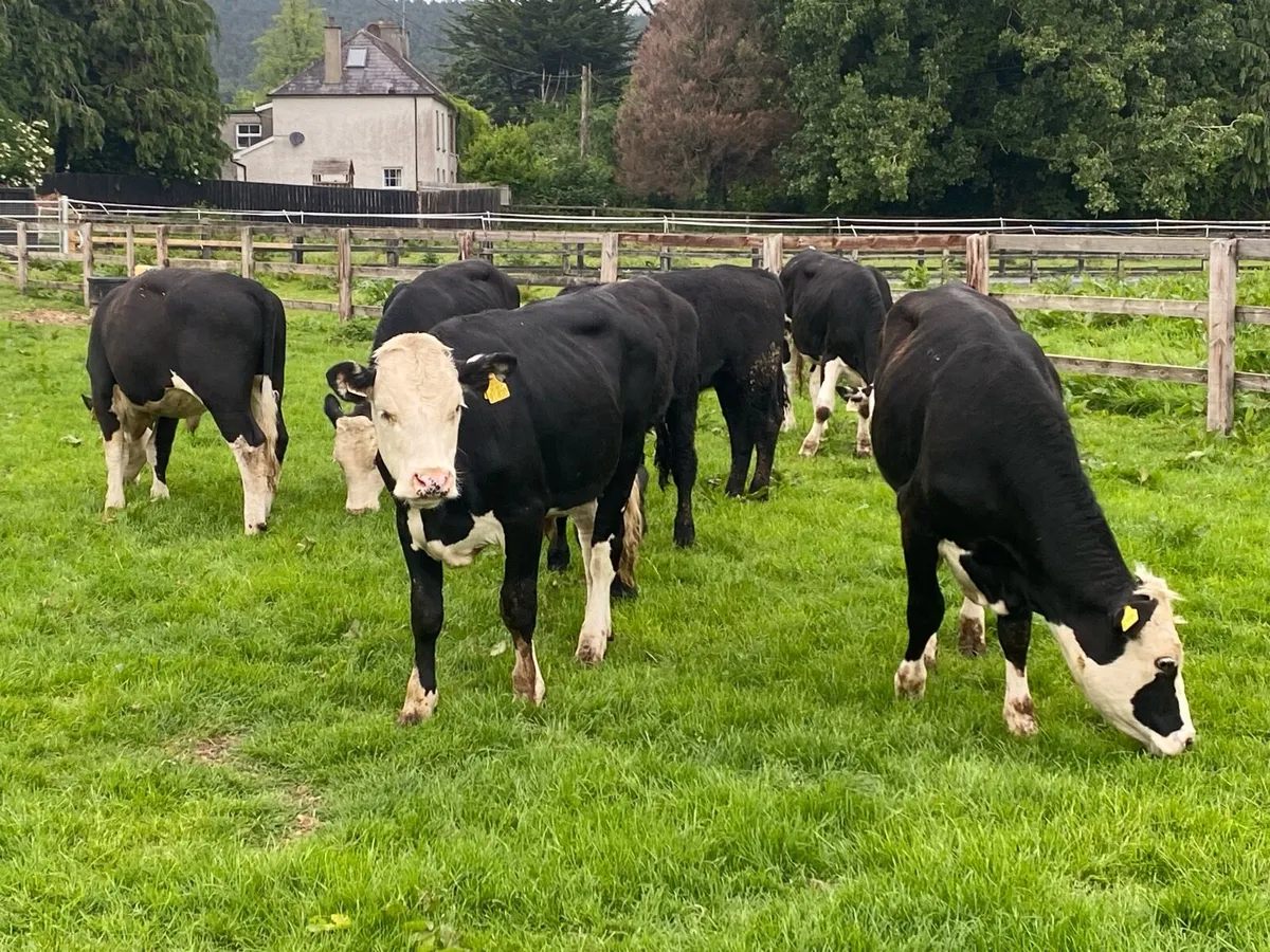 7 Bullocks @ Lissava Livestock - Image 1
