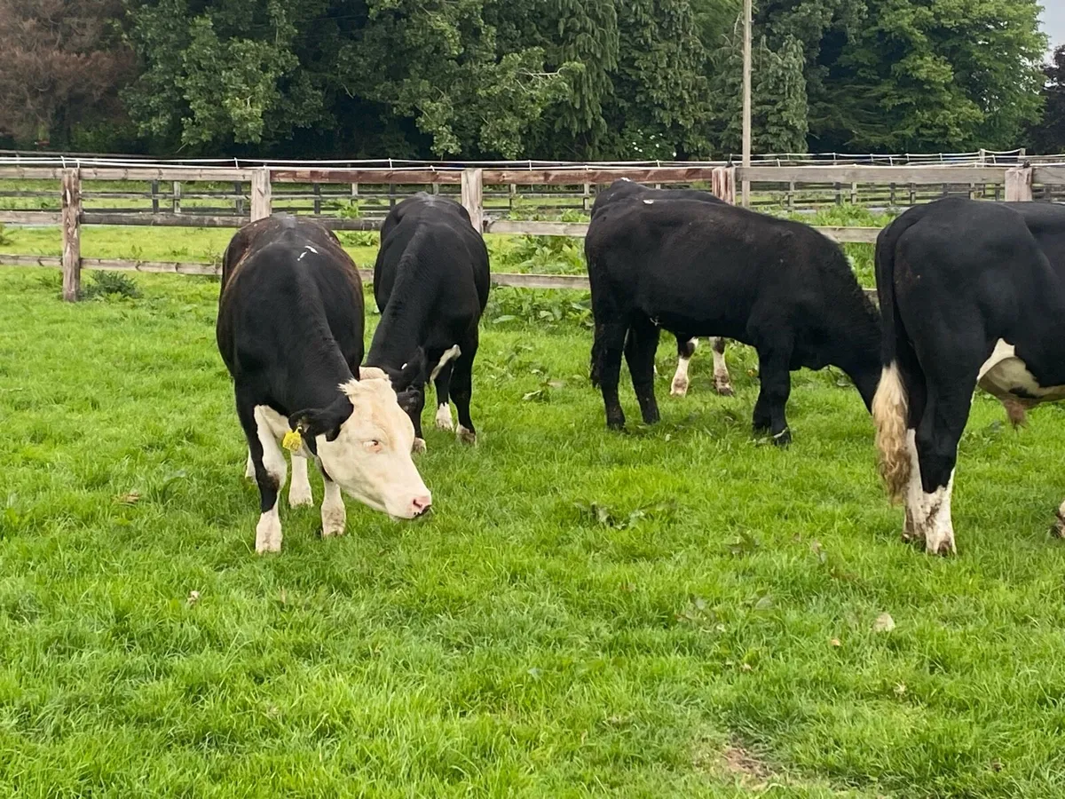 7 Bullocks @ Lissava Livestock - Image 2