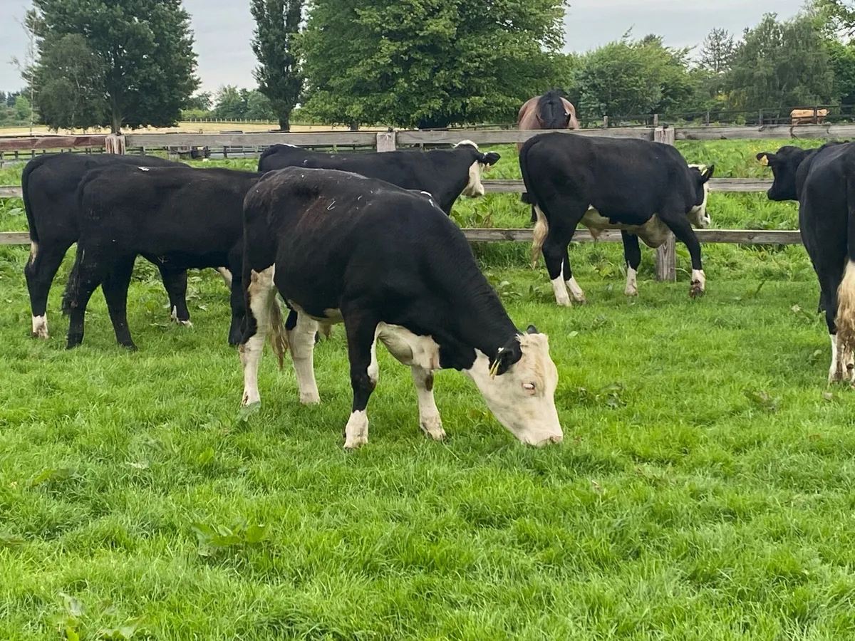 7 Bullocks @ Lissava Livestock - Image 3