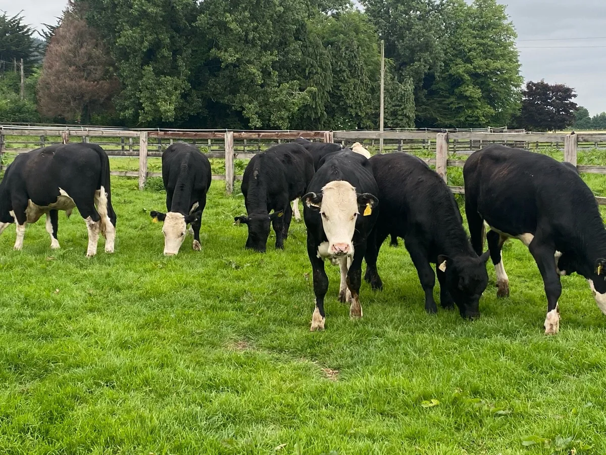 7 Bullocks @ Lissava Livestock - Image 4