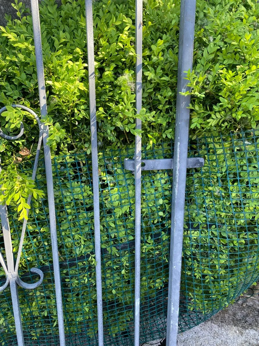 Wrought Iron Gate - Image 3