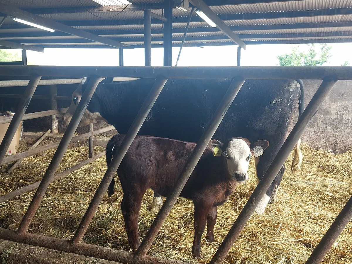 Hereford suckler - Image 1