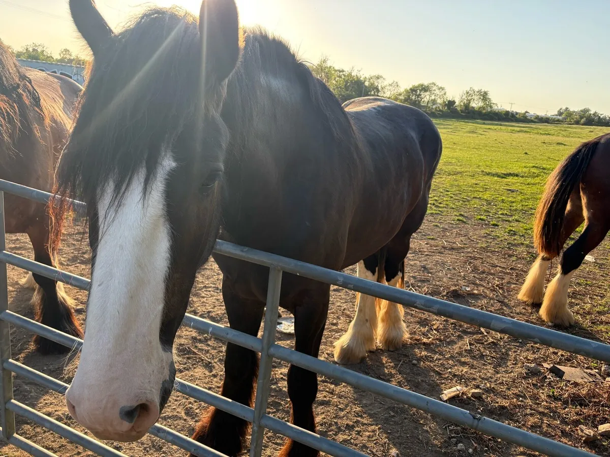 Shire horse for sale - Image 4