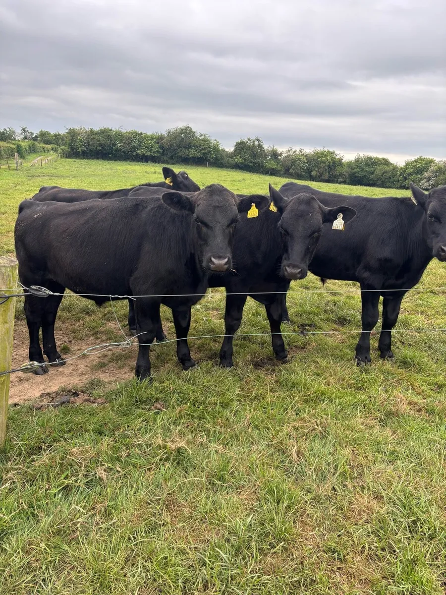 Angus bullocks - Image 2