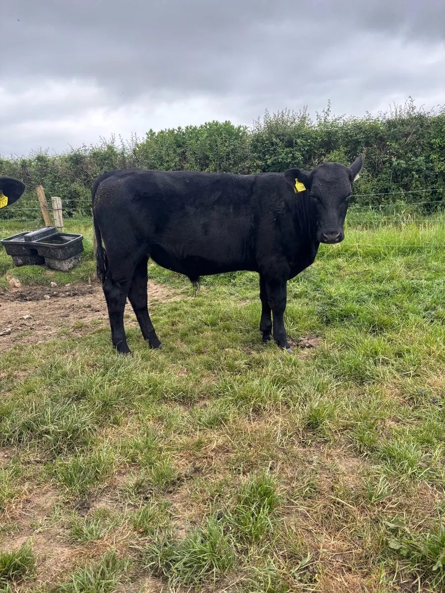 Angus bullocks - Image 3