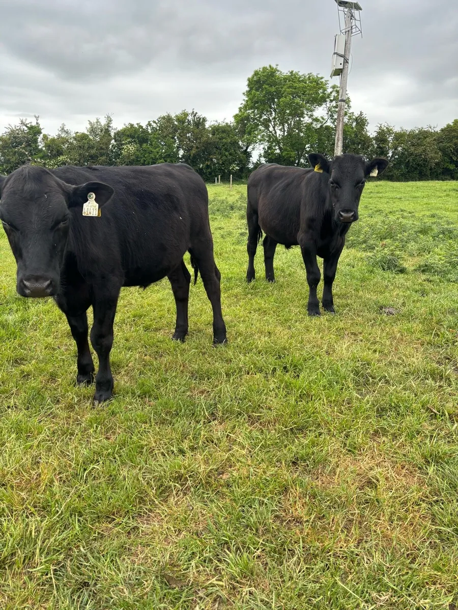 Angus bullocks - Image 4