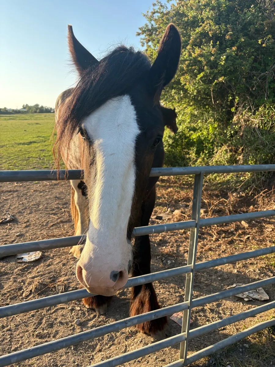 Shire horse for sale - Image 1