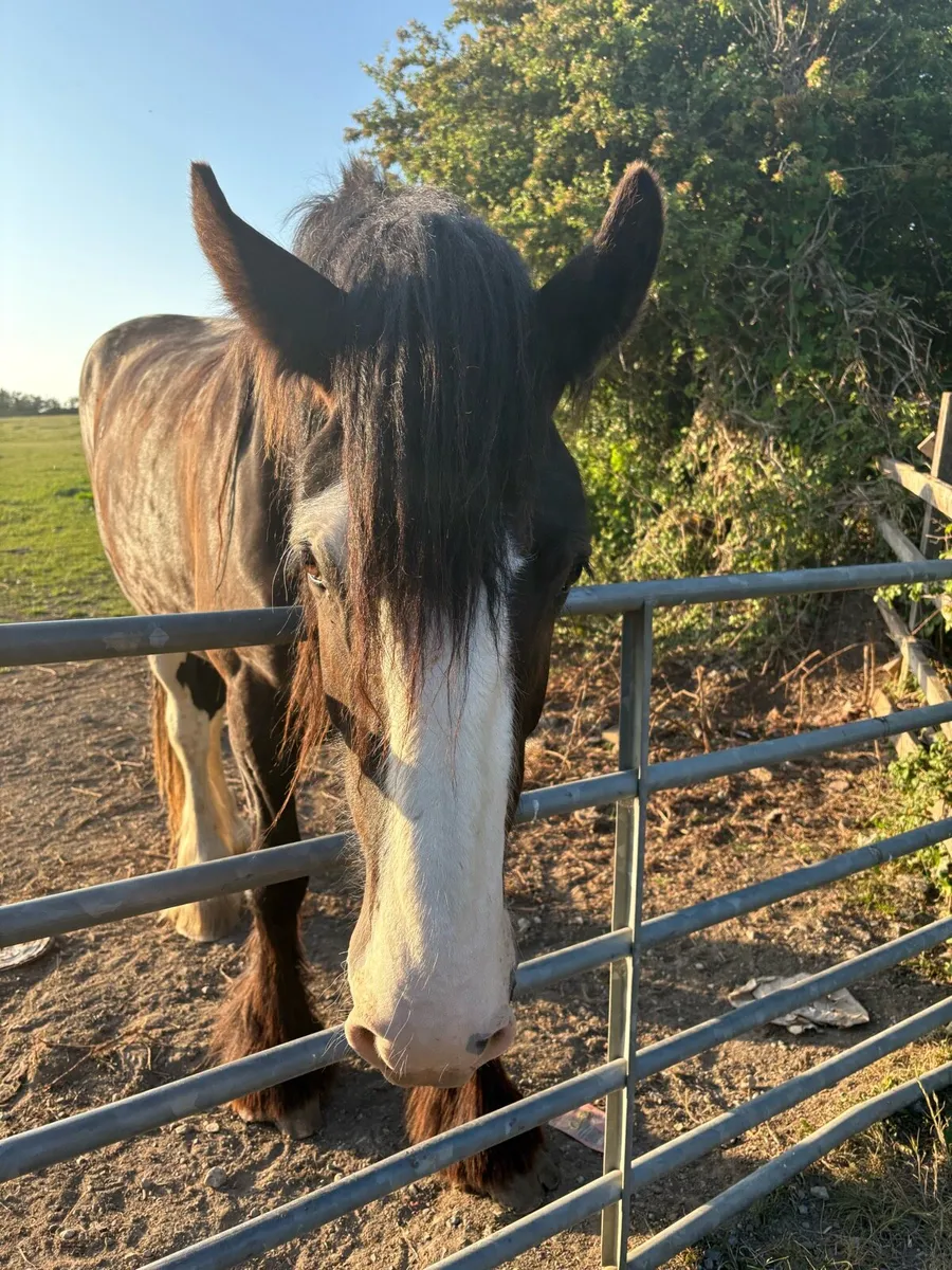 Shire horse for sale - Image 2