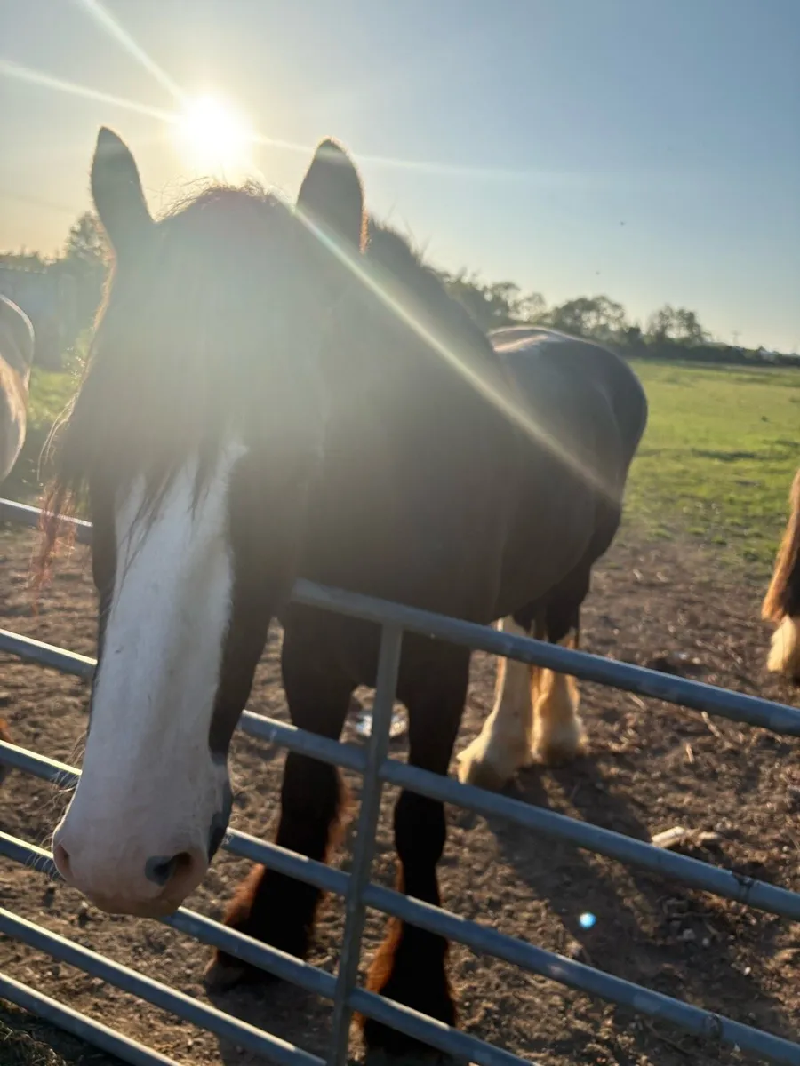 Shire horse for sale - Image 3