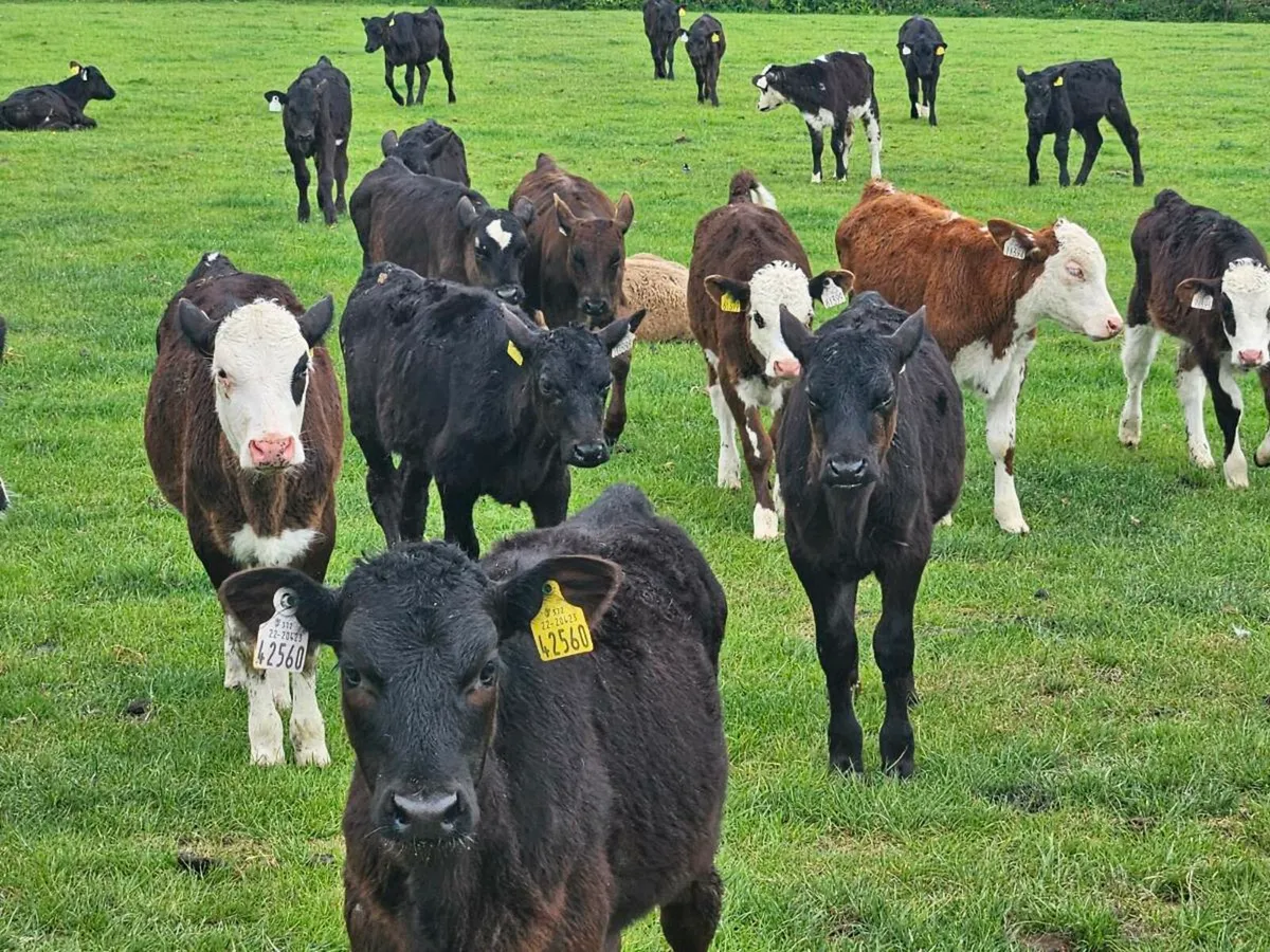 Reared grass calves - Image 1