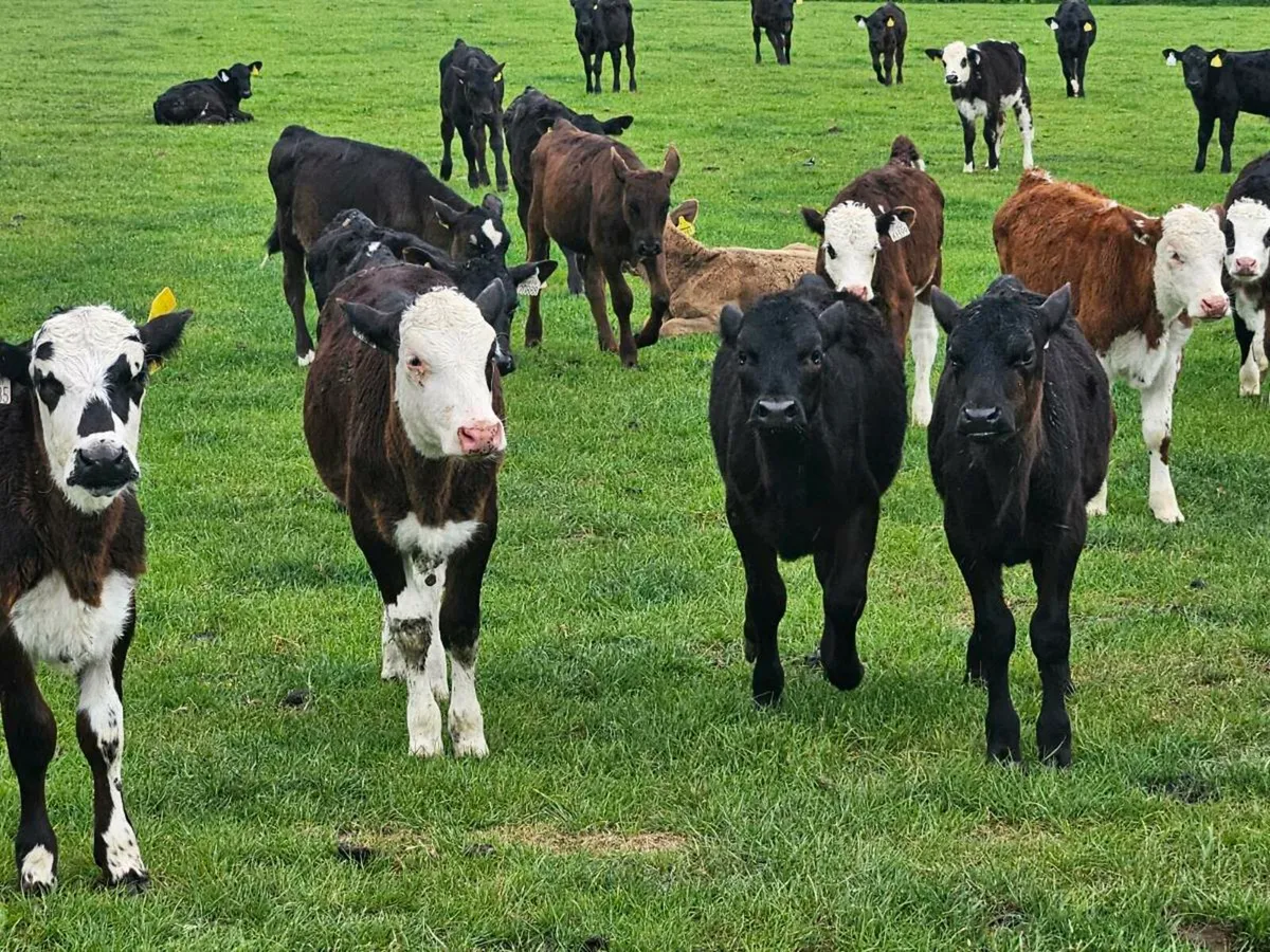 Reared grass calves - Image 2