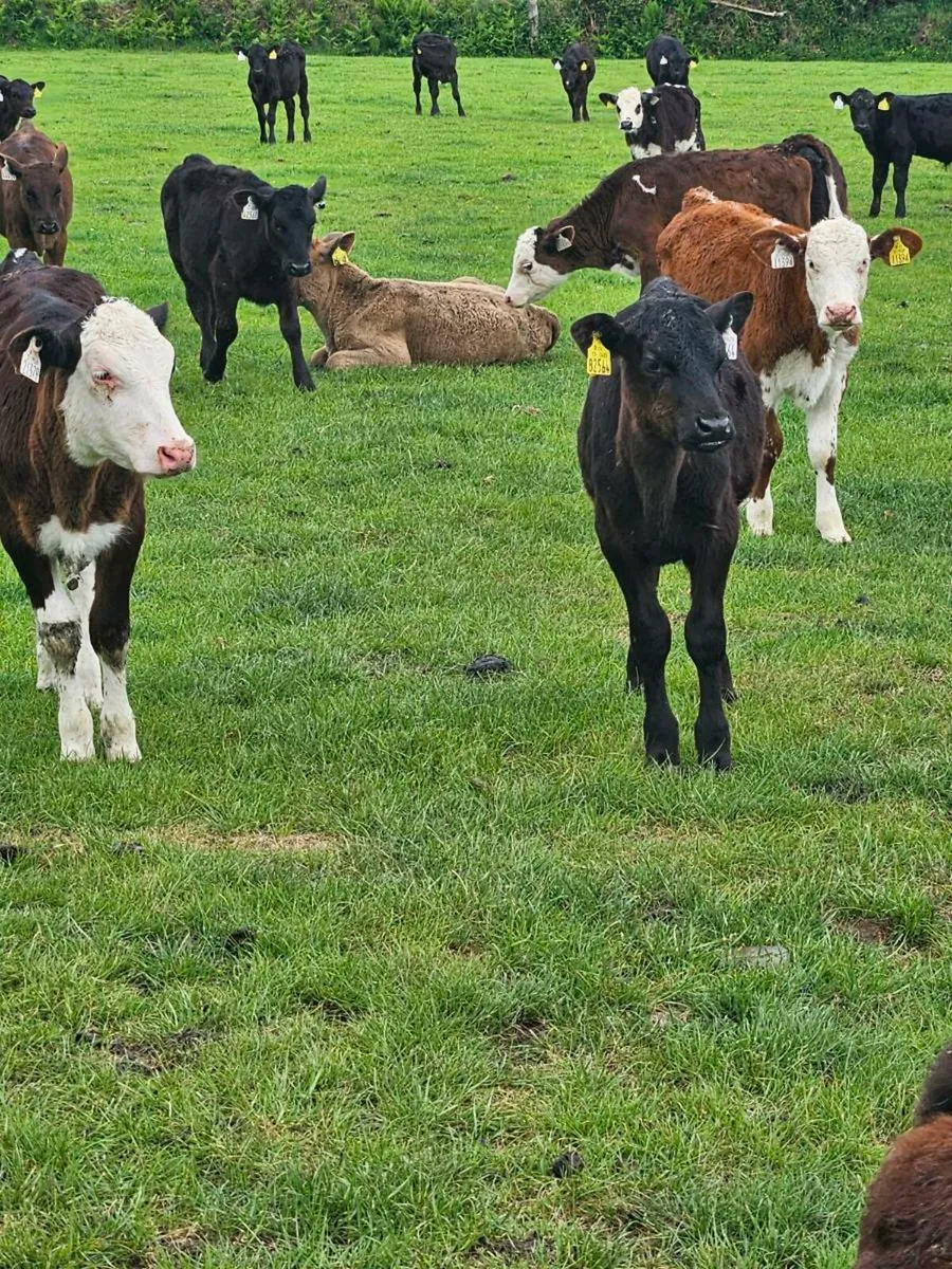 Reared grass calves - Image 3