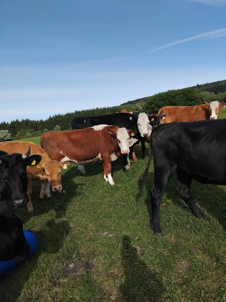 300kg Heifers - Image 1
