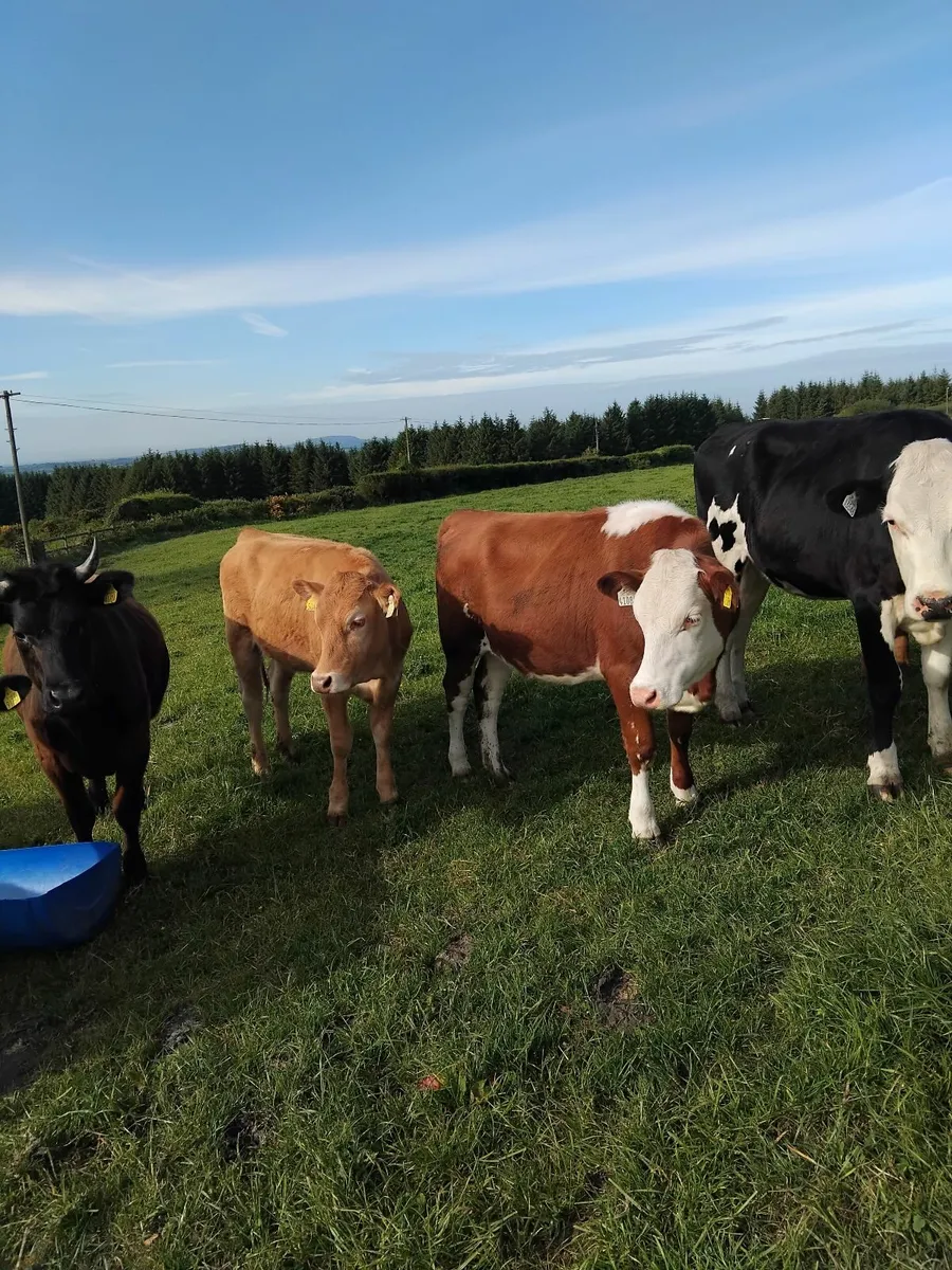 300kg Heifers - Image 2