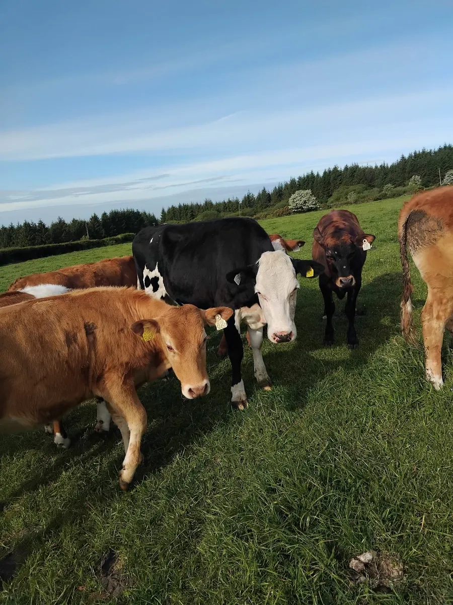 300kg Heifers - Image 3